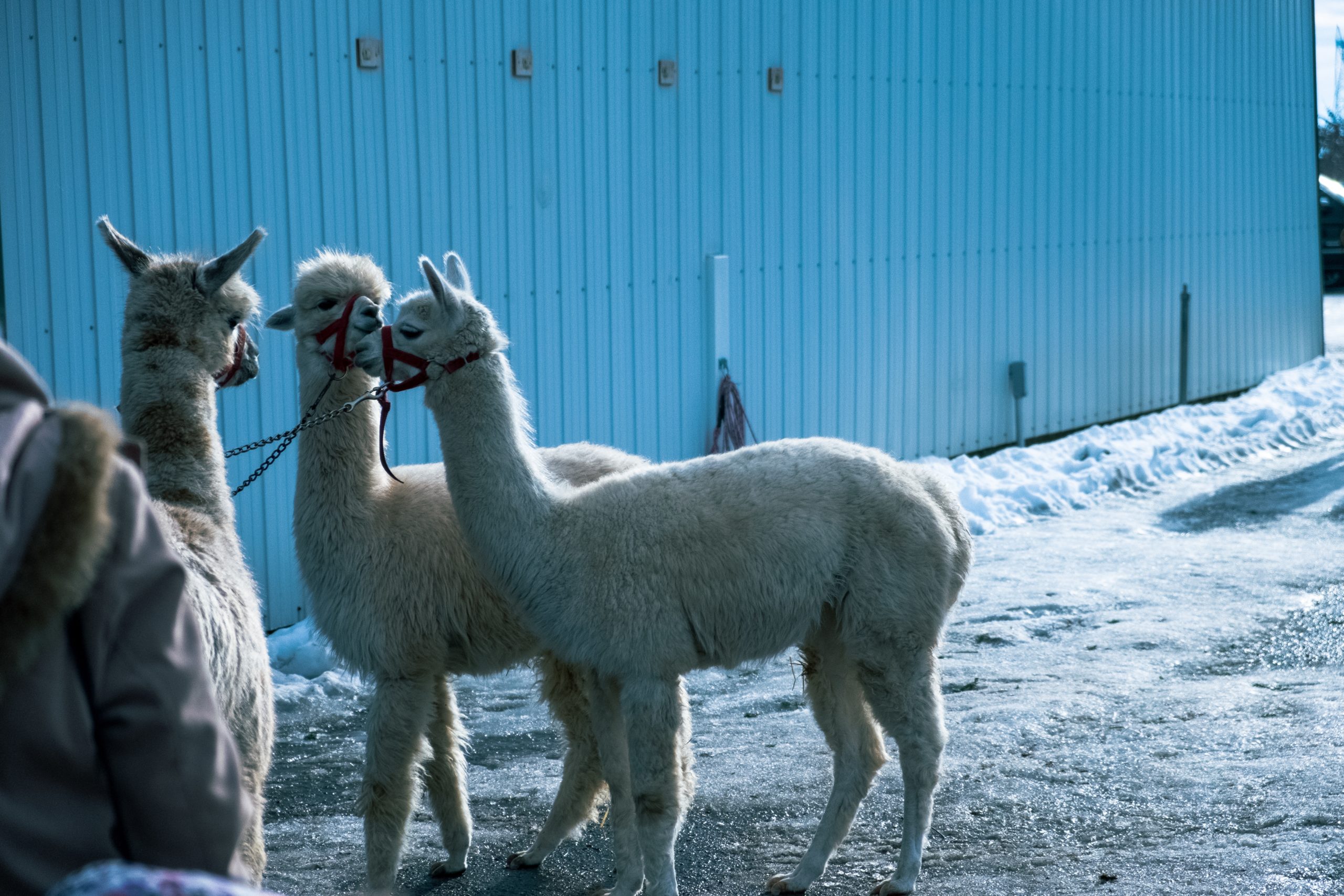 Stunning shot of white alpacas wearing headcollars in winter